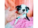 Boston Terrier Puppy for sale in Carthage, TX, USA
