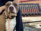 Adopt SPRINKLES a Pit Bull Terrier, Mixed Breed