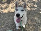 Adopt BOBO a Husky