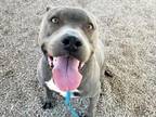 Adopt NALA a Pit Bull Terrier, Mixed Breed