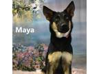 Adopt Maya a Shepherd