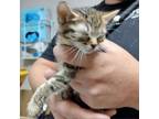 Adopt Bramble a Domestic Short Hair