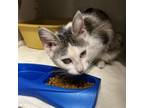 Adopt Marble a Domestic Short Hair