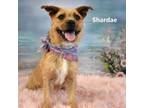 Adopt Shardae a Terrier