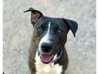Adopt XENA* a Pit Bull Terrier