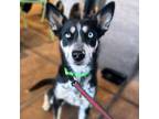 Adopt SCARLETT a Husky, Australian Kelpie