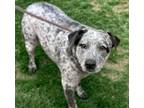 Adopt ORI a Australian Cattle Dog / Blue Heeler, Mixed Breed