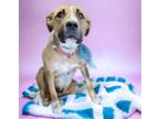 Adopt LEANNA* a Pit Bull Terrier, Mixed Breed