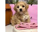 Maltipoo Puppy for sale in Milpitas, CA, USA