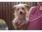 Adopt Fiona a Terrier, Mixed Breed
