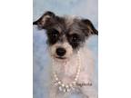 Adopt Augusta a Chinese Crested Dog, Shepherd