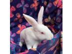 Adopt Lumi a Bunny Rabbit