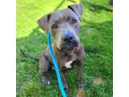 Adopt MEADOW a Pit Bull Terrier, Mixed Breed