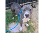 Adopt MARILYN a American Staffordshire Terrier, Mixed Breed