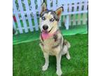 Adopt TRUDY a Siberian Husky