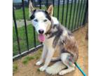 Adopt KATSUMI a Siberian Husky