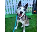 Adopt GUINEVERE a Siberian Husky, Mixed Breed