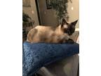 Adopt Cocoa Napa petco a Siamese