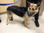 Adopt Dog a German Shepherd Dog