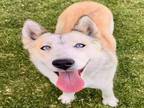 Adopt Dog a Siberian Husky