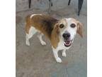 Adopt Minnie Mae-ADOPTED 5/9/24 a Beagle