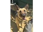 Adopt AUNT KATHY a German Shepherd Dog