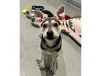 Adopt GUACAMOLE a Husky, Mixed Breed