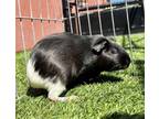 Adopt DANA a Guinea Pig