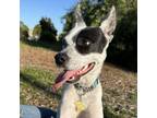 Adopt POSIE a Cattle Dog, Mixed Breed
