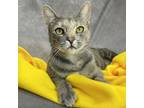 Adopt STERLING a Domestic Short Hair