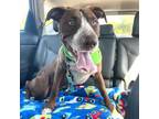 Adopt SHELLY a German Shorthaired Pointer, Pit Bull Terrier