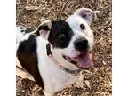 Adopt ALICE a Pit Bull Terrier