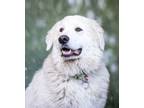 Adopt Gracie a Great Pyrenees, Mixed Breed