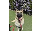 Adopt License a German Shepherd Dog