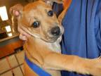 Adopt FABOLUS a Labrador Retriever, Pit Bull Terrier