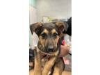 Adopt Rollie a Shepherd, Mixed Breed