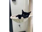 Adopt Smokey a Domestic Short Hair