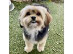 Adopt Ceiba a Terrier