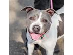 Adopt Colada a Pit Bull Terrier