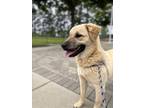 Adopt CECE a Labrador Retriever, Siberian Husky