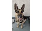 Adopt Azula a German Shepherd Dog, Mixed Breed