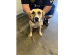 Adopt DARLA a Pit Bull Terrier, German Shepherd Dog