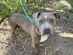 Adopt POLLY a Pit Bull Terrier, Mixed Breed