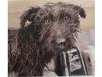Adopt JESS a Cairn Terrier, Mixed Breed