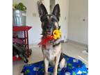 Adopt ROSE a German Shepherd Dog