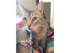 Adopt Frosty - Maui Cat a Domestic Short Hair