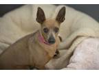 Adopt Dazzle a Miniature Pinscher