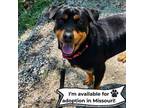 Adopt Duchess - Missouri a Rottweiler