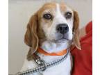 Adopt Bellaire a Beagle