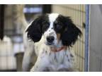 Adopt Duckie a English Setter